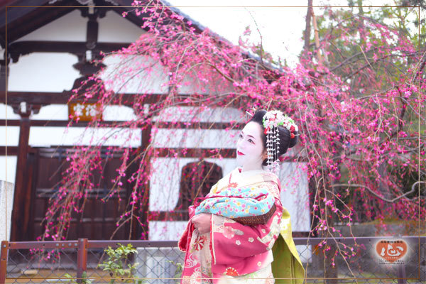 舞妓1